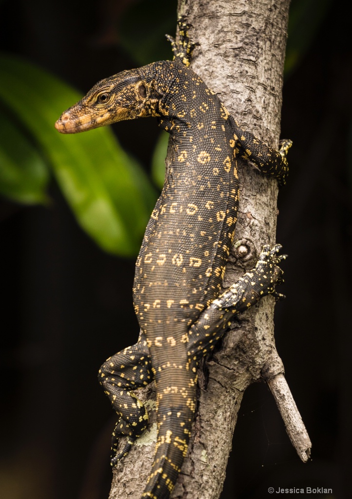 Water Monitor Lizard - ID: 15550621 © Jessica Boklan