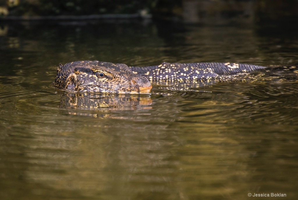 Water Monitor Lizard - ID: 15550622 © Jessica Boklan