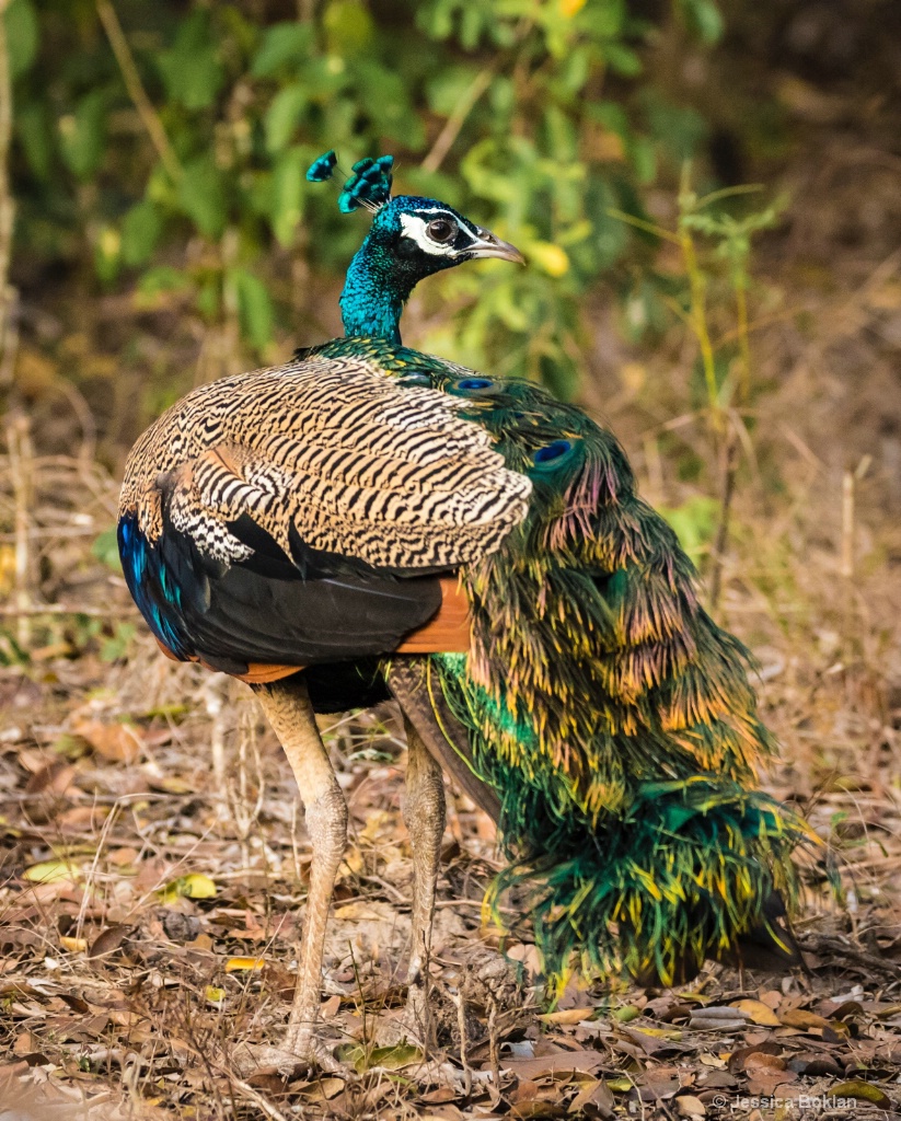 Peacock - ID: 15550628 © Jessica Boklan