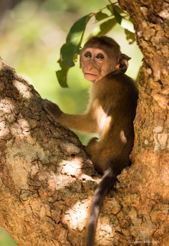 Toque Macaque