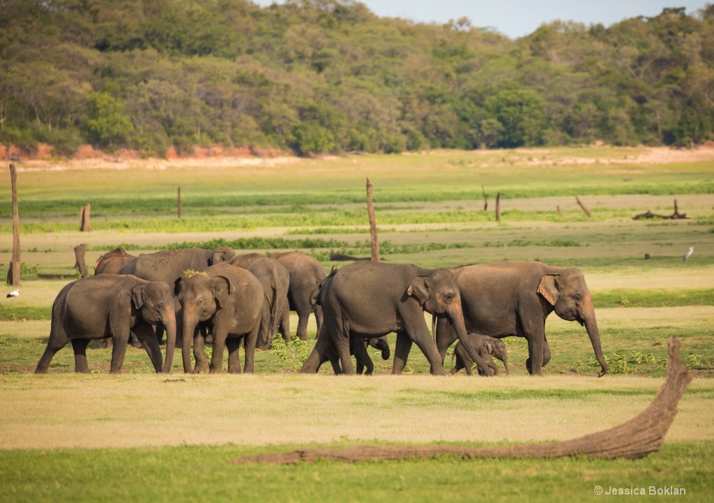 The Elephant Gathering - ID: 15550640 © Jessica Boklan