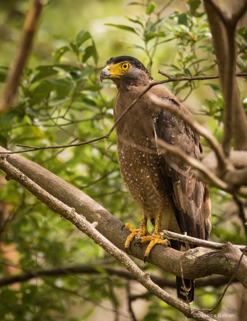 Crested Serpent-Eagle - ID: 15550697 © Jessica Boklan