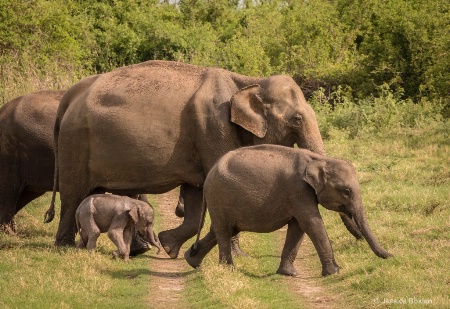 Elephant Crossing