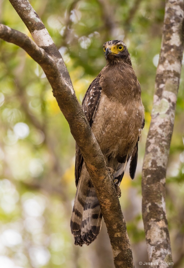 Crested Serpent-Eagle - ID: 15550710 © Jessica Boklan