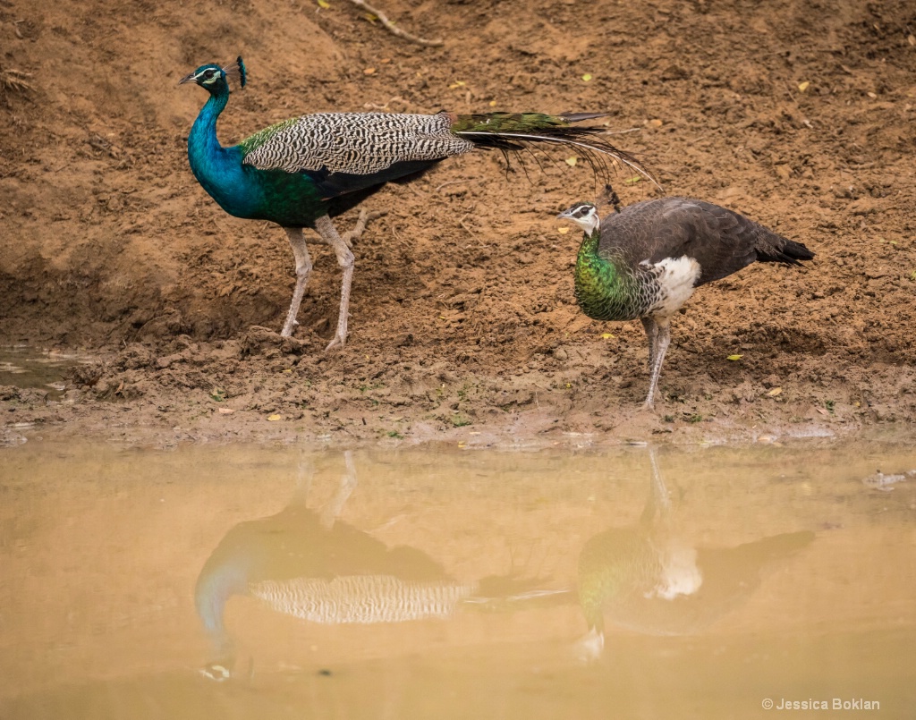 Indian Peacock and Peahen