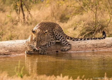 Leopard on Watch