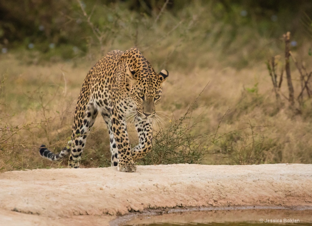 Leopard Approaching