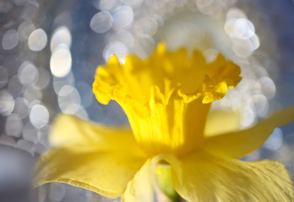 ~Daffodil Blues~