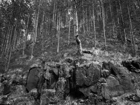 Pine Forest and Rocks