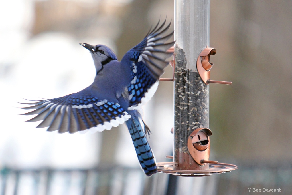 Blue Jay in Flight