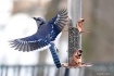 Blue Jay in Fligh...