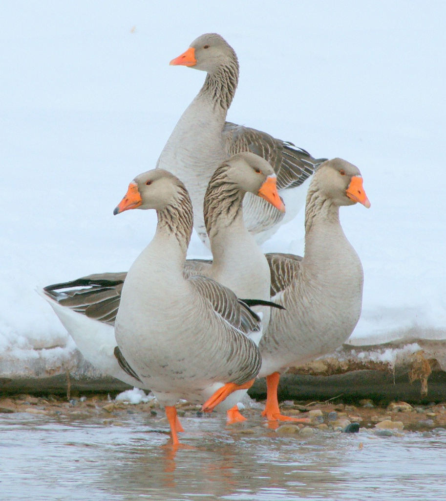 Goose buddies