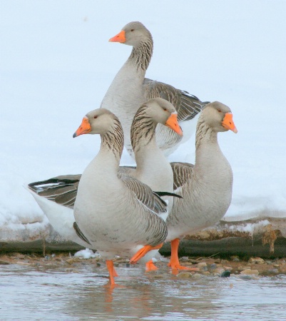 Goose buddies