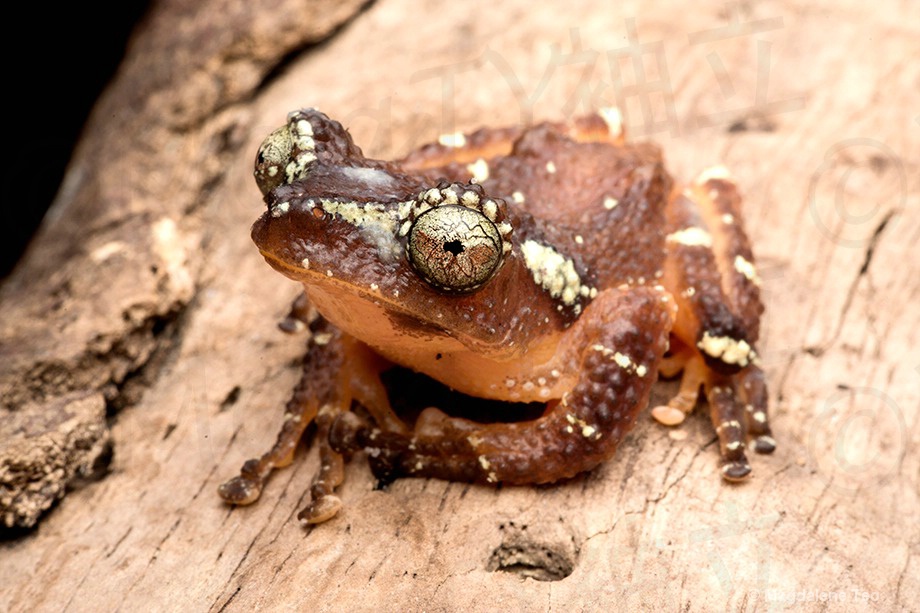 Macro - Frog - ID: 15550889 © Magdalene Teo