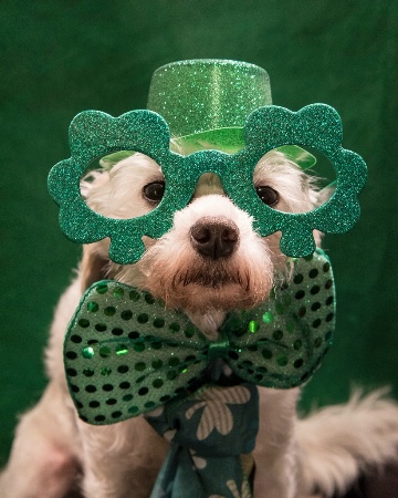 Happy St. Paddy's Day