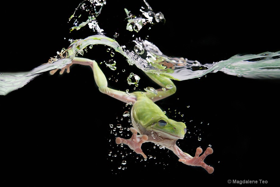 Macro - Frog in Water - ID: 15550891 © Magdalene Teo