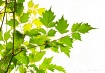 Spring Leaf Patte...