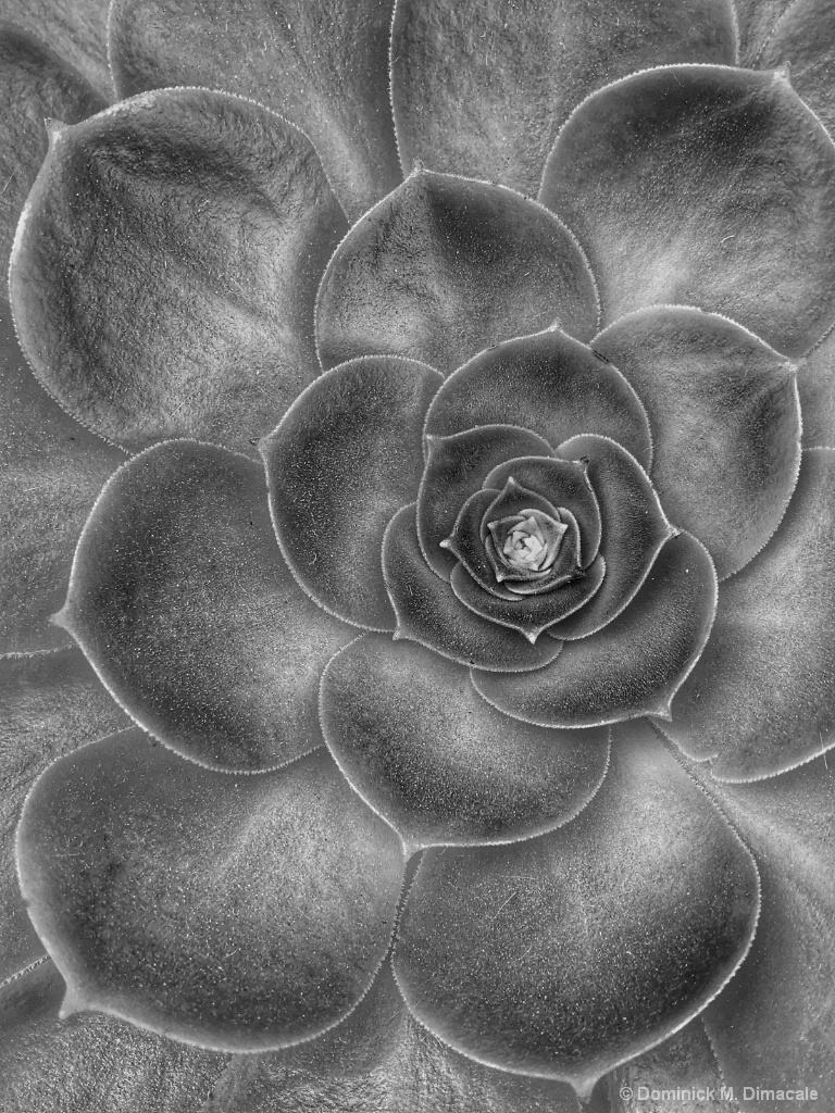 ~ ~ DARKEN SUCCULENT ~ ~ 