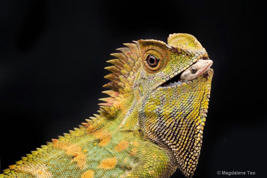 Macro - Lizard with Prey  - ID: 15551226 © Magdalene Teo