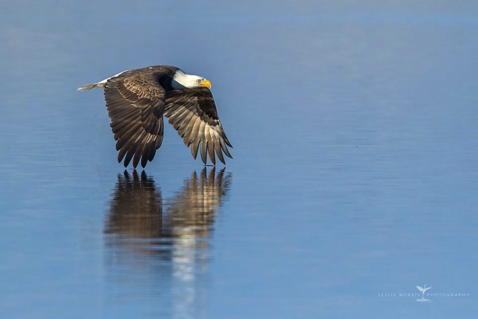 SOAR! - ID: 15551273 © Leslie J. Morris