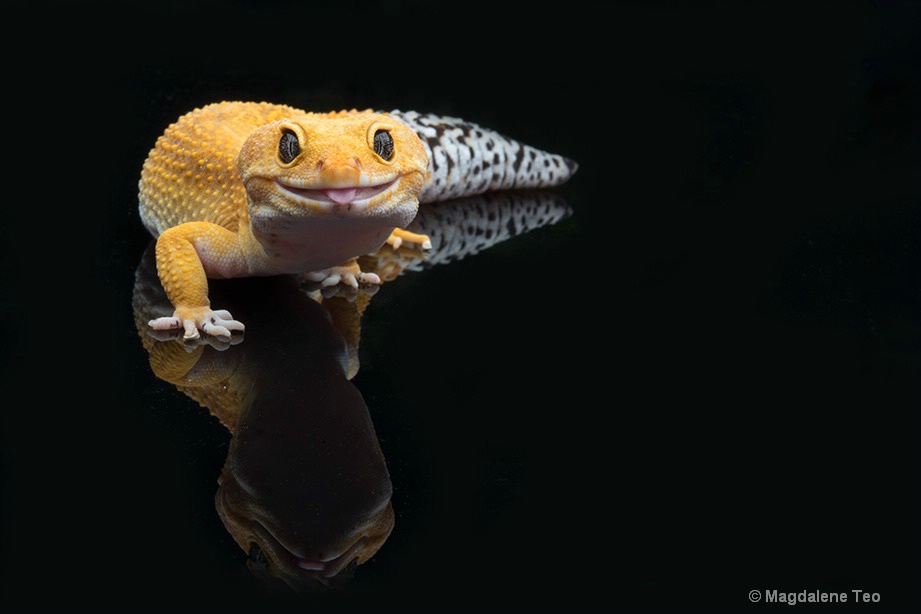 Macro - Leopard Gecko with tongue sticking out  - ID: 15551279 © Magdalene Teo