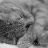 © Angela Atanasio-Medeiros PhotoID# 15551375: Sleeping Purrfectly