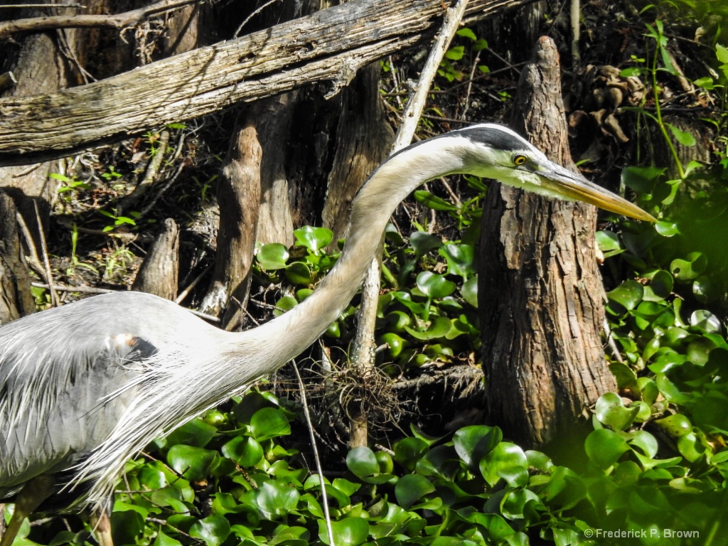 Great Blue Heron2