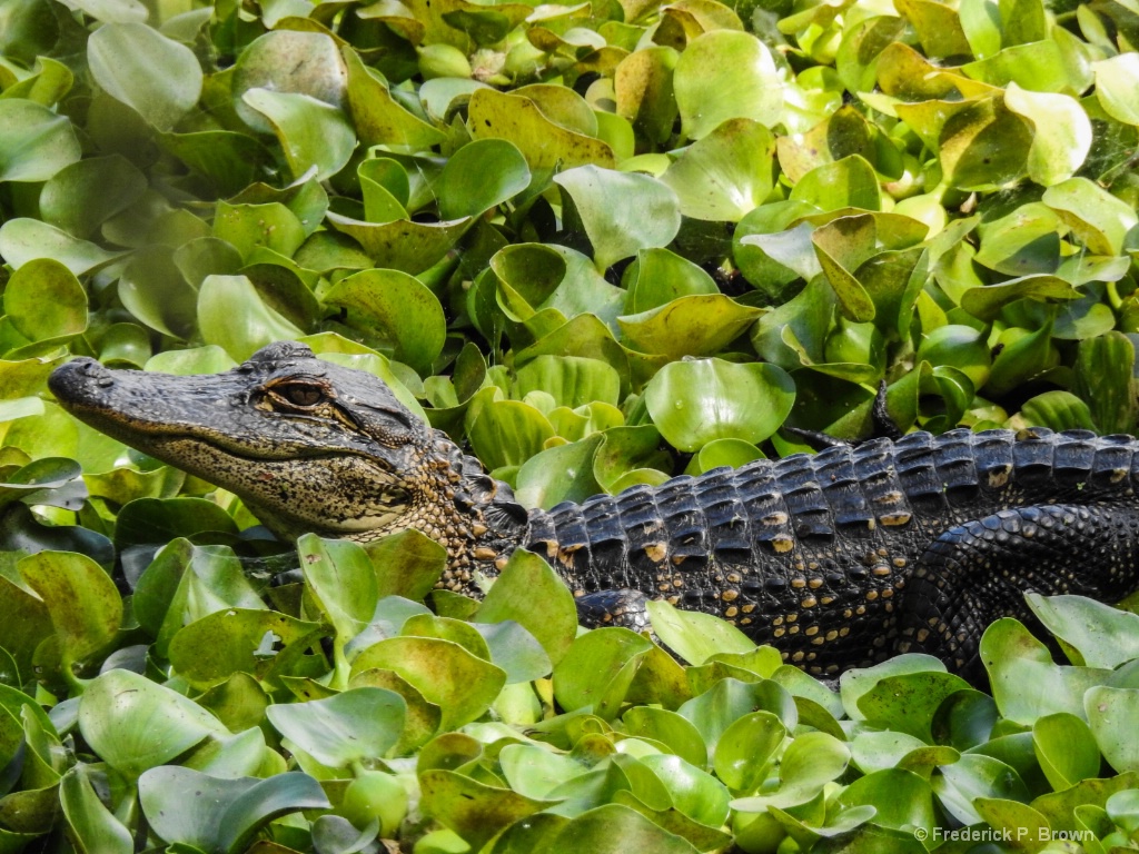 Young Alligator