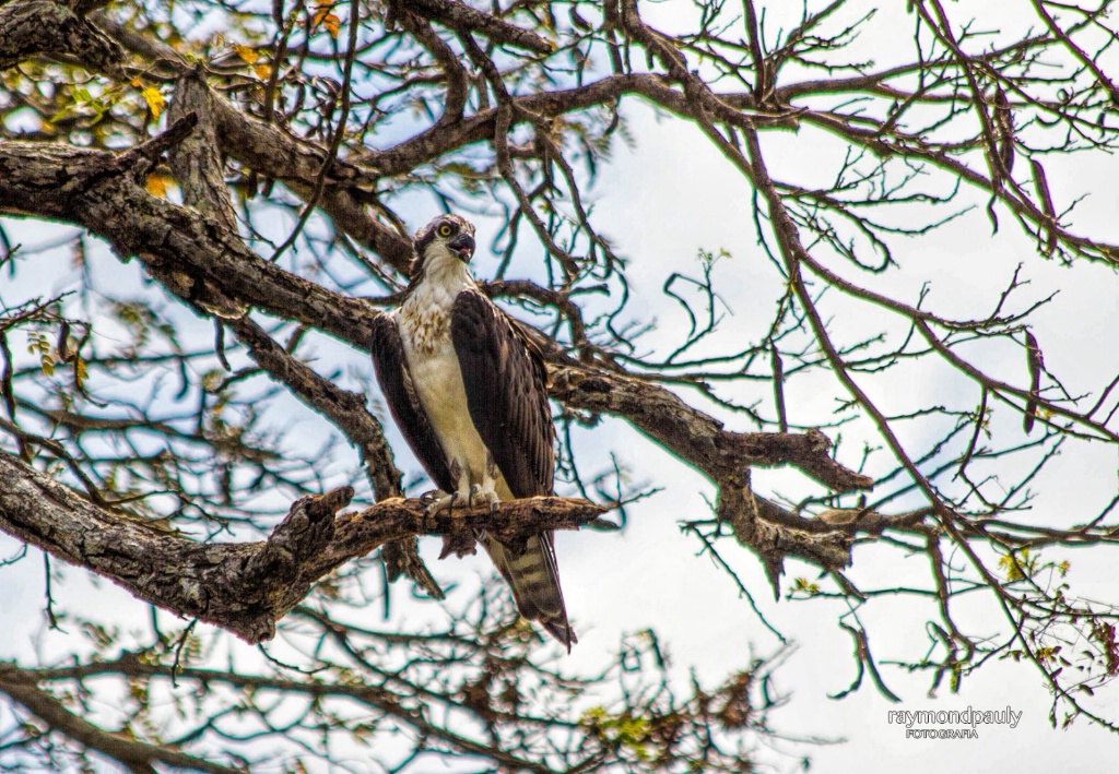 Osprey in Tree