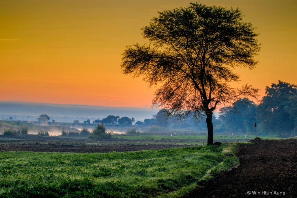 Lonely tree