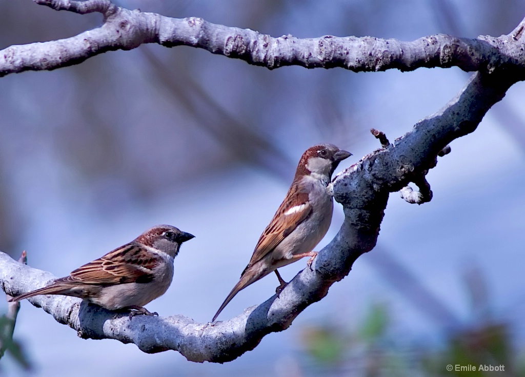 Natural Framing - ID: 15551634 © Emile Abbott