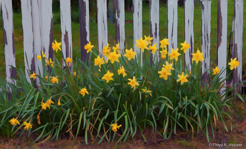 Daffodils and Garden Fence