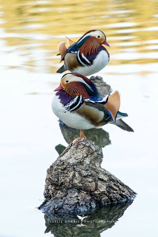 Ornamental Escapees