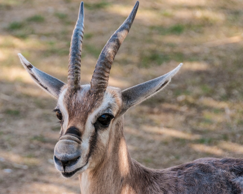 Speke's Gazelle - ID: 15551695 © William S. Briggs