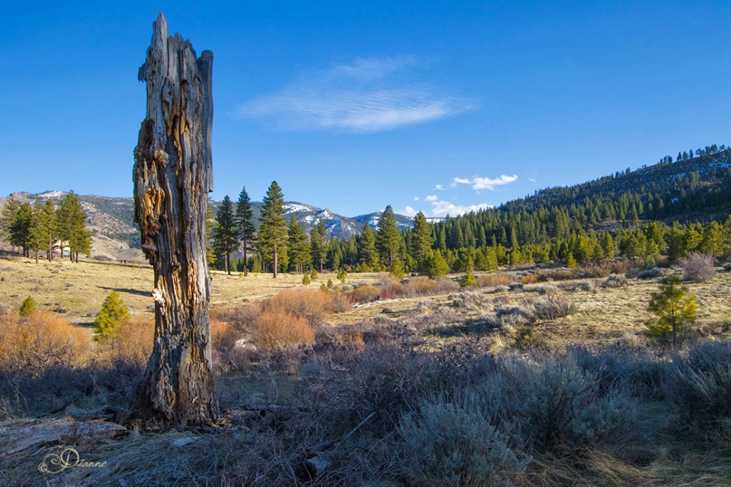 Walk In The Meadow