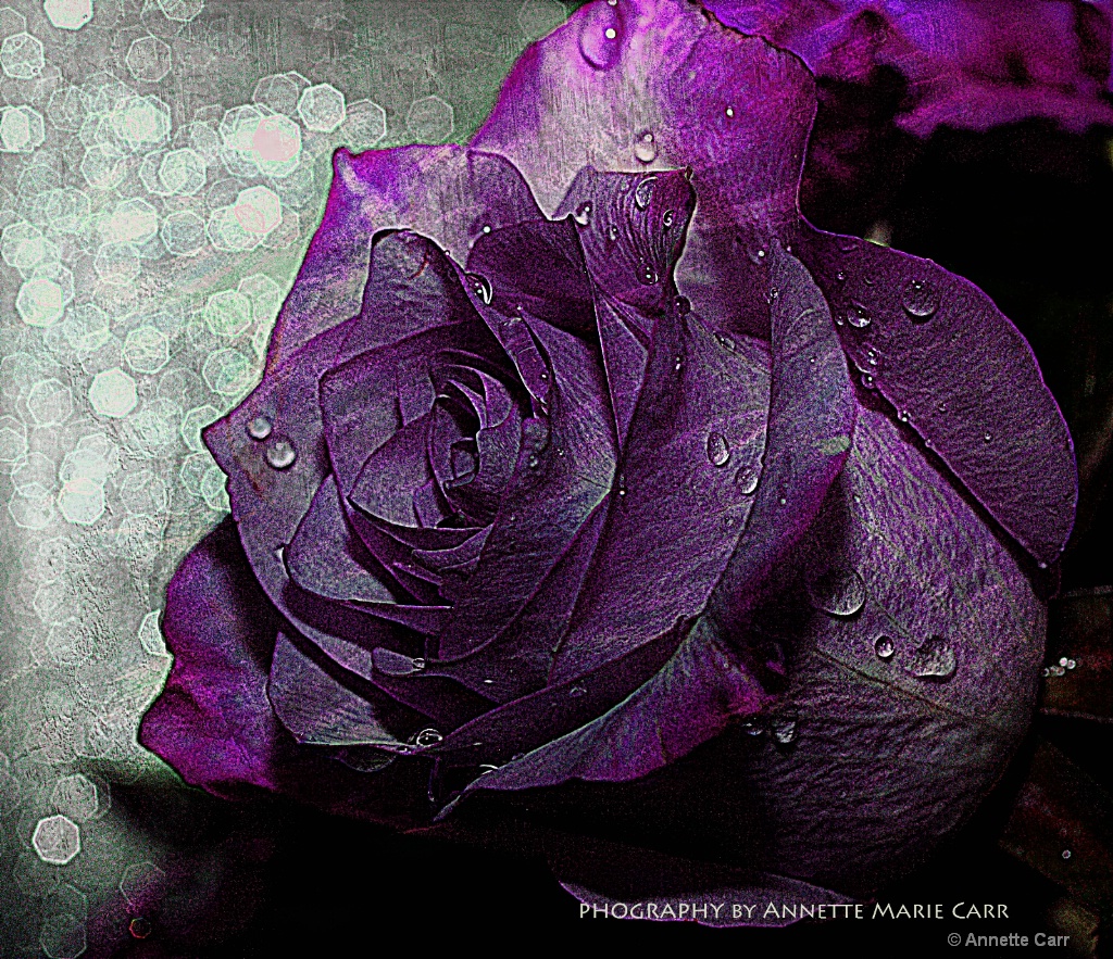 Purple Royalty 