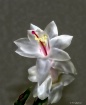 Christmas Cactus