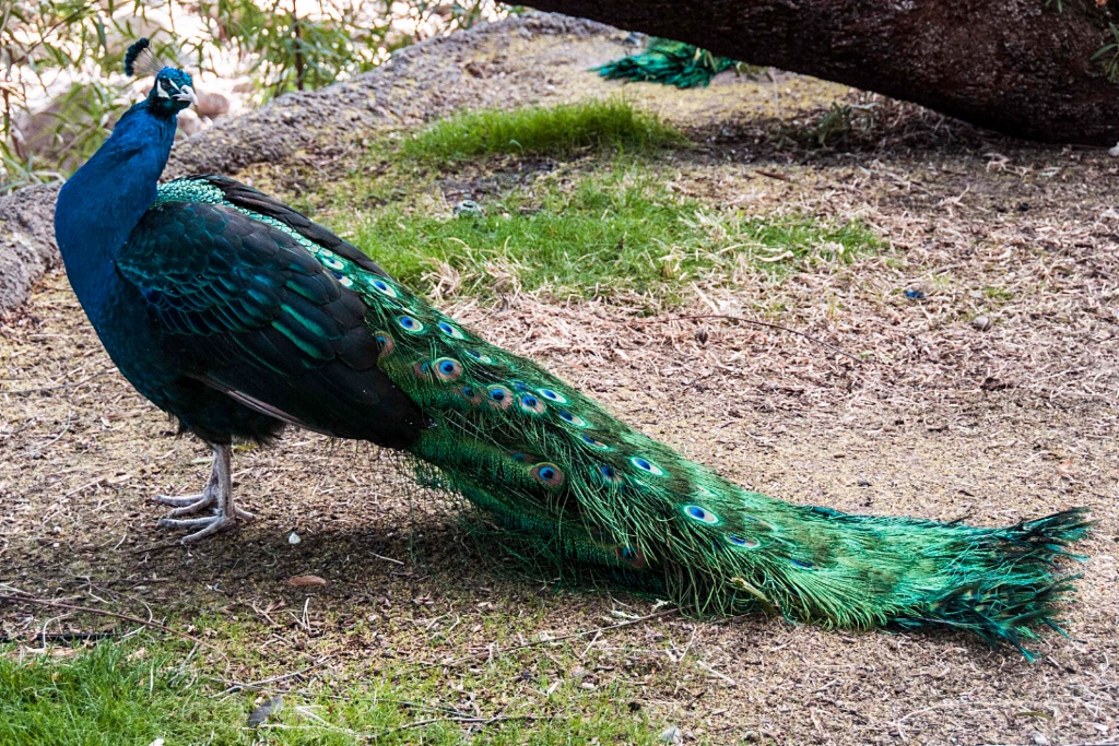 Peacock - ID: 15551718 © William S. Briggs