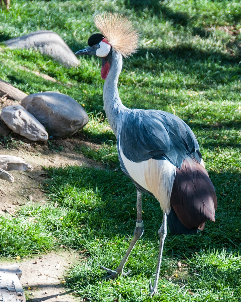 East African Crowned Crane - ID: 15551719 © William S. Briggs