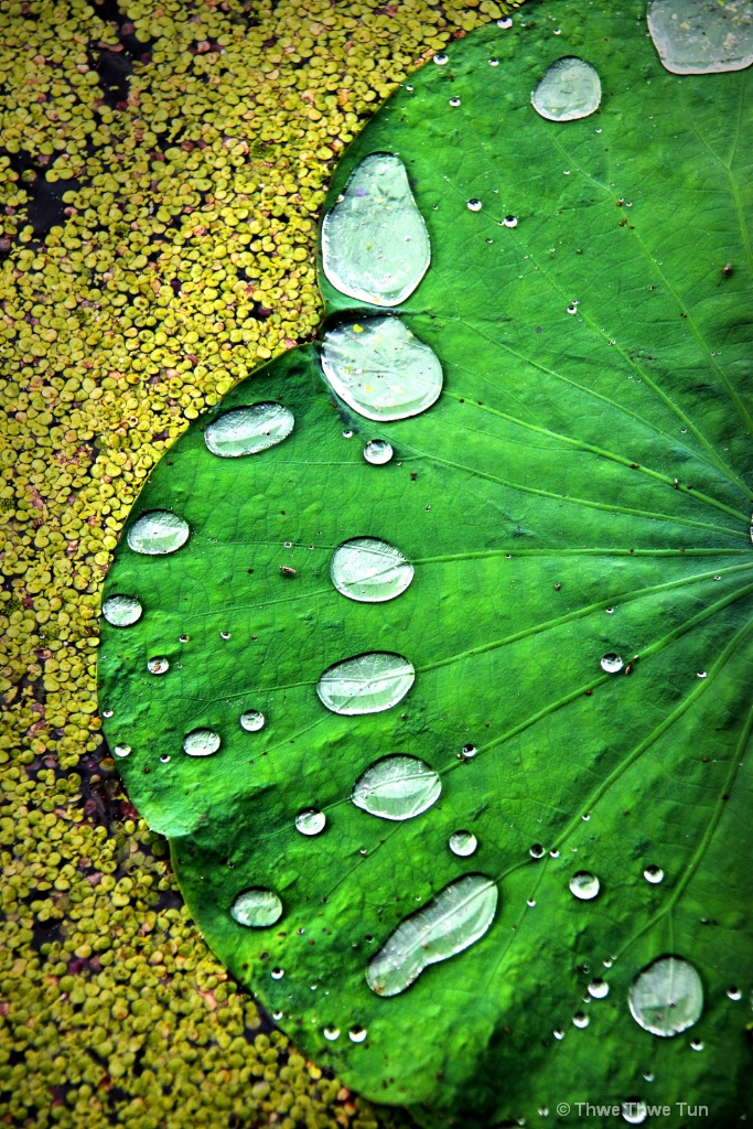 Lotus Leaf 