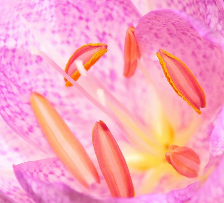 Crocus. Embracing the seeds.