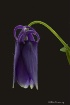 Sleeping petals