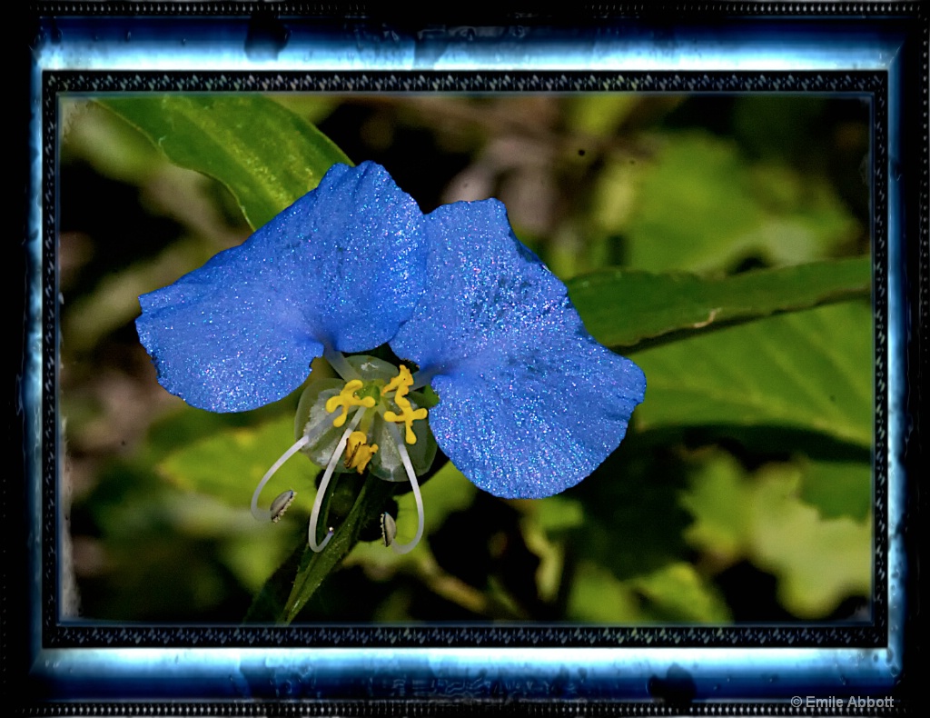 Little Blue - ID: 15551898 © Emile Abbott