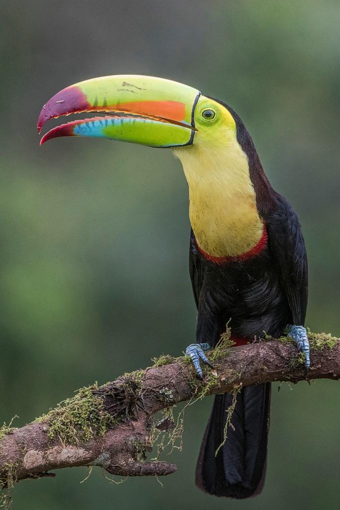 Keel-billed Toucan