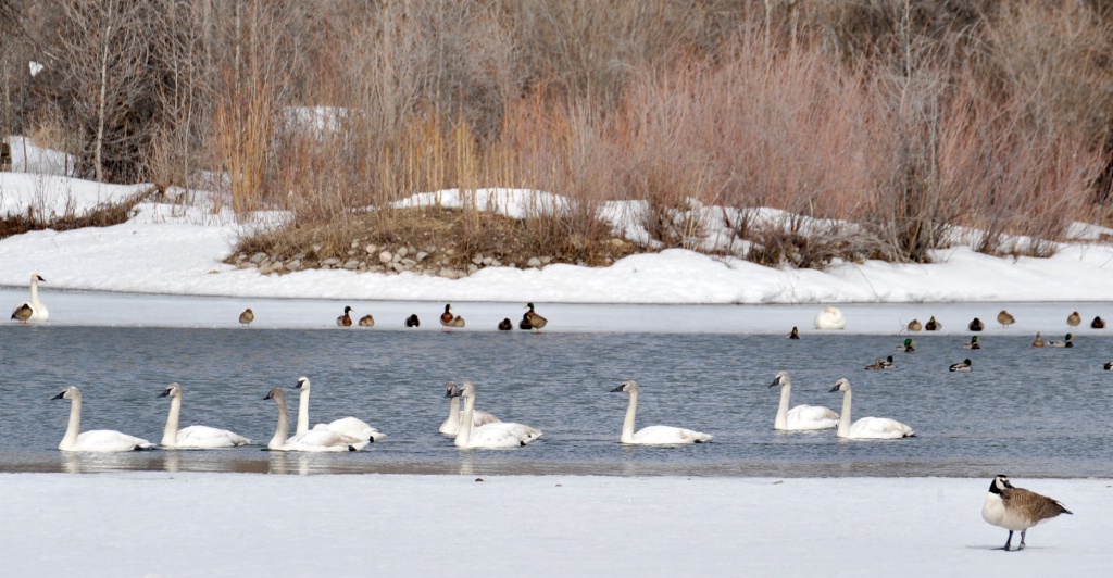 Swans and Canada Gueese.