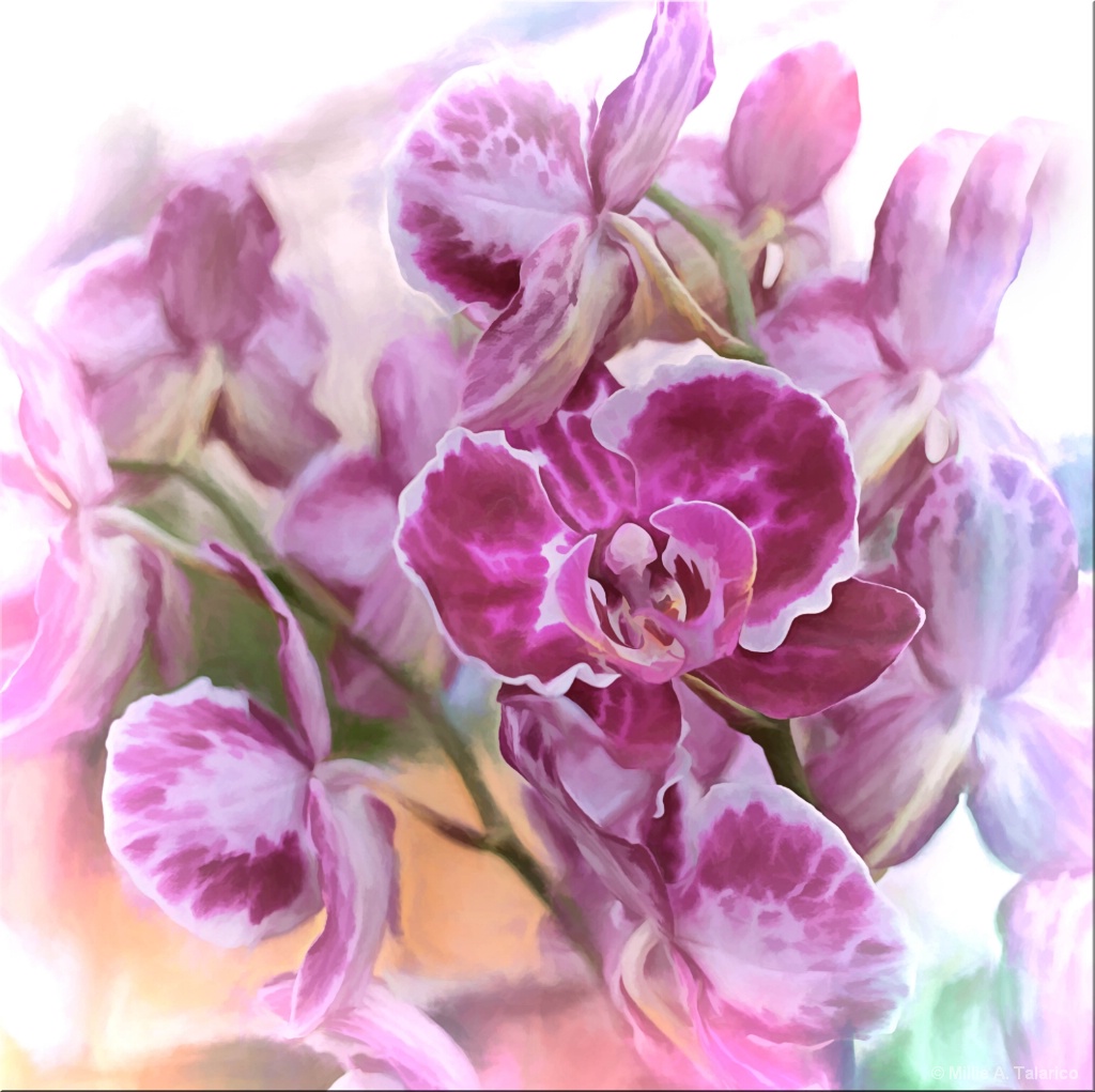 Split-Toned Orchids