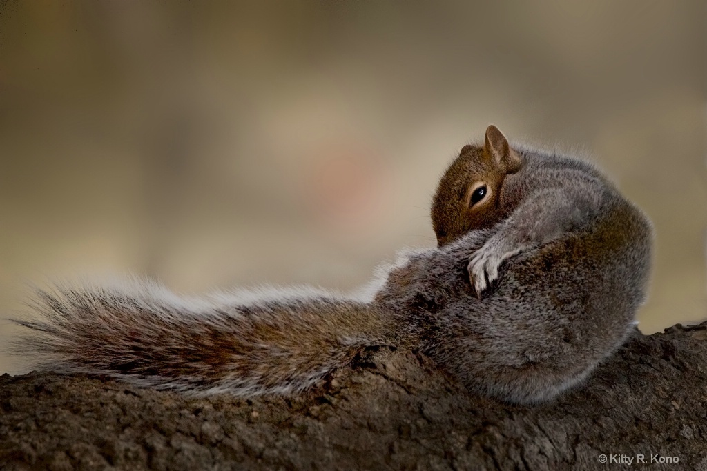 The Grooming Squirrel - ID: 15552967 © Kitty R. Kono