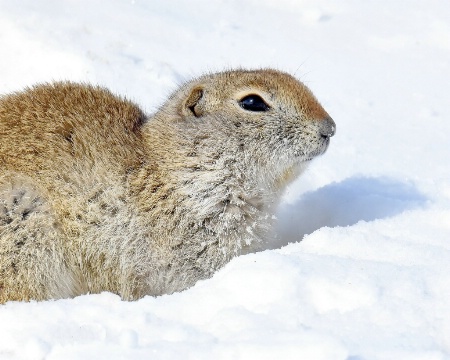 The Cold Gopher