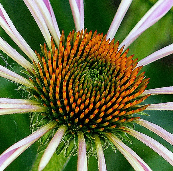 Center