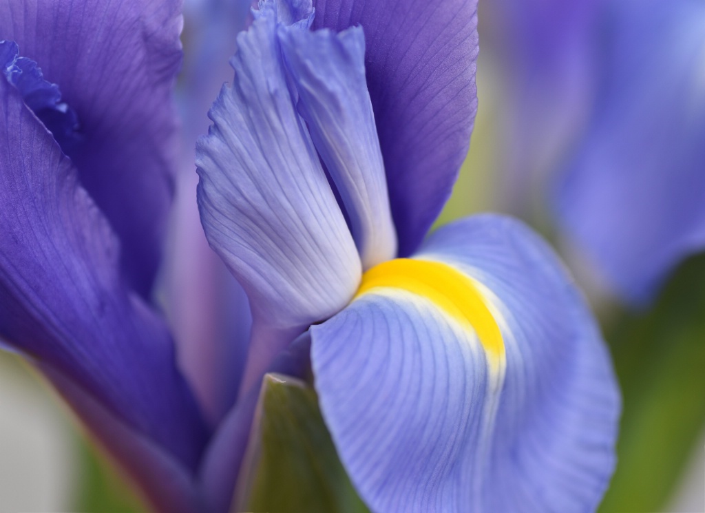 Iris Glow